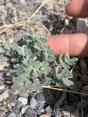 Astragalus newberryi castoreus