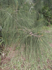 Casuarina glauca