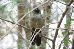 Pterorhinus perspicillatus