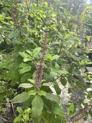 Ocimum tenuiflorum