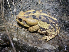Rhinella icterica