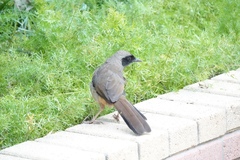 Pterorhinus perspicillatus