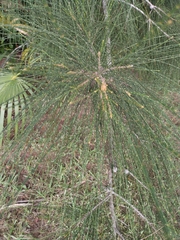 Casuarina glauca