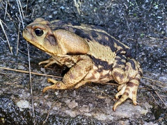 Rhinella icterica