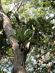 Catasetinae