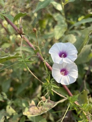 Ipomoea ternifolia ternifolia