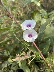 Ipomoea ternifolia ternifolia