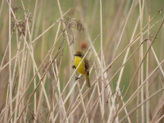 Pseudocolopteryx flaviventris