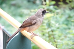 Pterorhinus perspicillatus