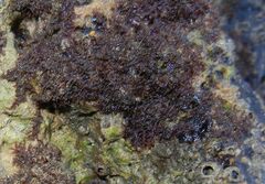 Rhodophyta