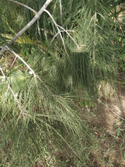 Casuarina glauca