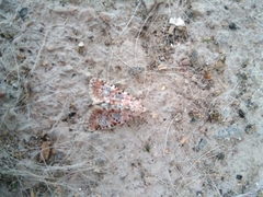 Bryophila domestica
