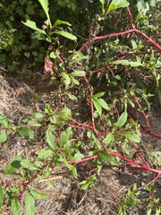 Phytolacca americana rigida