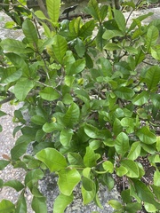 Synsepalum dulcificum