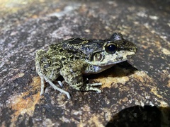 Thoropa miliaris