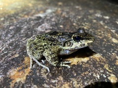 Thoropa miliaris