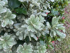 Pittosporum