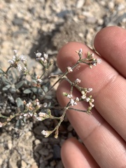 Eriogonum microtheca simpsonii