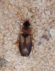 Calodromius