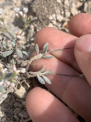 Eriogonum microtheca simpsonii