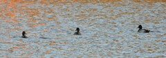 Aythya affinis