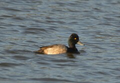 Aythya affinis