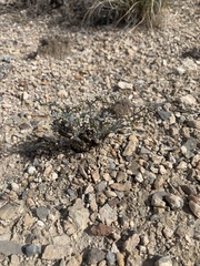 Eriogonum microtheca simpsonii