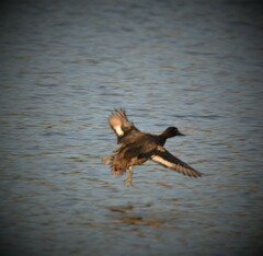 Aythya affinis