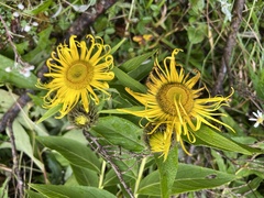 Inula hookeri