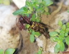 Edricus productus