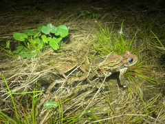 Trachycephalus imitatrix