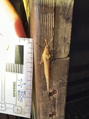 Desmoptera truncatipennis