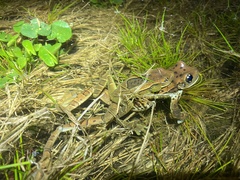 Trachycephalus imitatrix