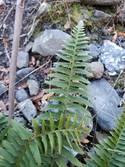 Polystichum imbricans