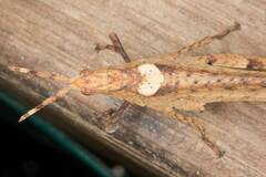 Desmoptera truncatipennis