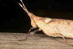 Desmoptera truncatipennis