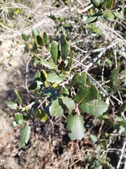 Quercus berberidifolia