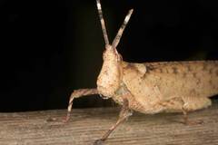 Desmoptera truncatipennis
