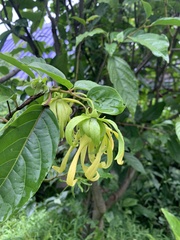 Cananga
