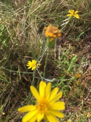 Chrysopsidinae