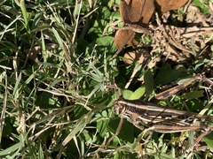 Schistocerca
