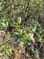 Quercus berberidifolia
