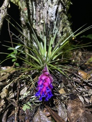 Tillandsia stricta