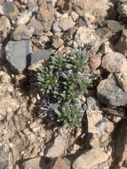 Eriogonum villiflorum