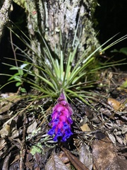 Tillandsia stricta