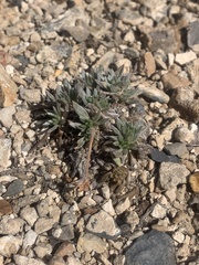 Eriogonum villiflorum