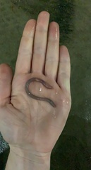 Oligochaeta
