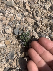 Eriogonum villiflorum