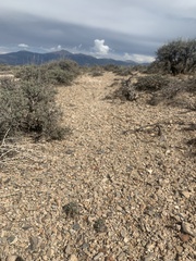 Eriogonum villiflorum