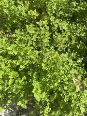 Chrysanthemum indicum